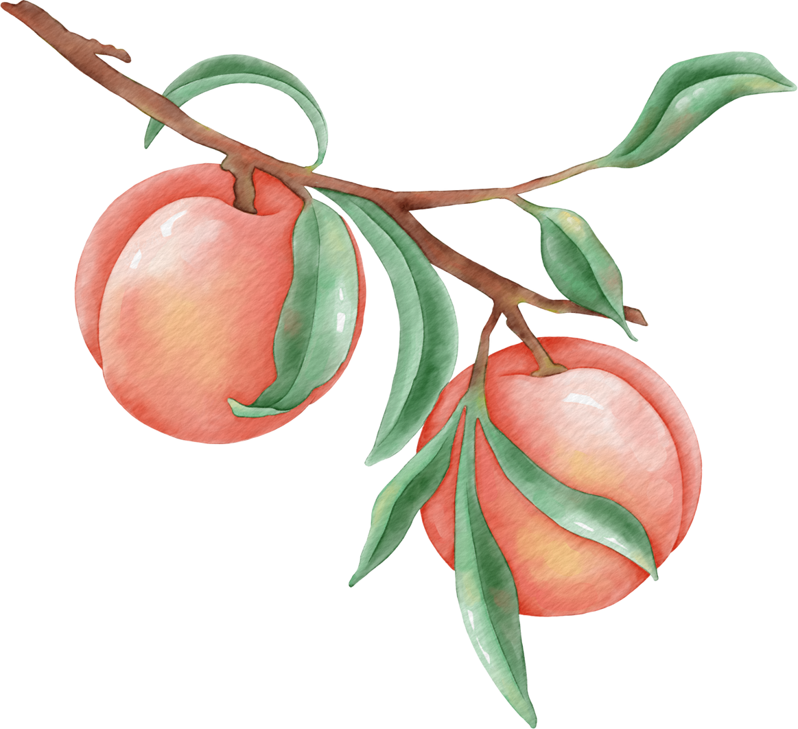Botanical Watercolor with peach